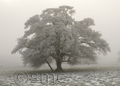 Frosted tree, Bowerchalke, Wilts
